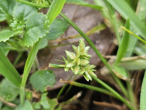 Cyperus pumilus observed 2026-04-27