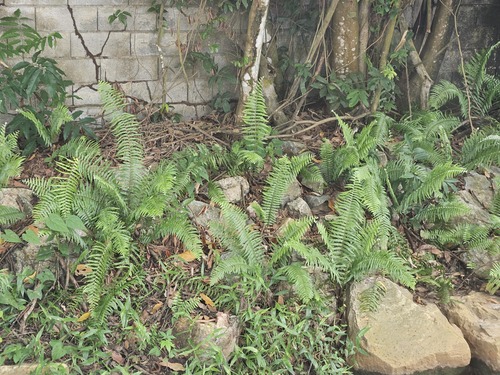 Acroceras zizanioides observed 2026-04-27