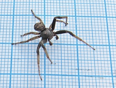Xysticus ephippiatus