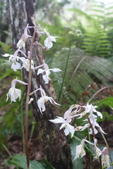 Calanthe arisanensis
