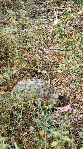 Testudo graeca