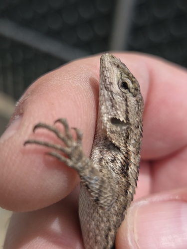 iNaturalist observation photo of Western Fence Lizard