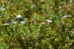 Stellaria crassipes