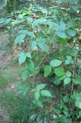 Rubus