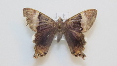 Coronidia leachi
