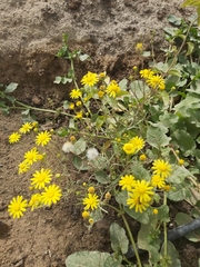 Senecio glaucus
