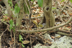 Arremonops chloronotus