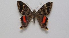 Coronidia canace