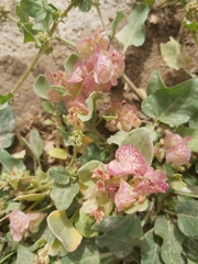 Rumex vesicarius