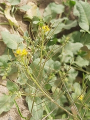 Sisymbrium irio