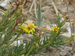 Limbarda crithmoides longifolia