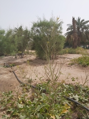 Sisymbrium irio