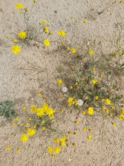 Senecio glaucus