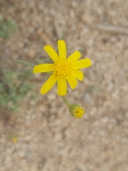 Senecio glaucus