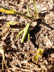 Chortophaga australior