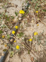 Senecio glaucus
