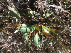 Limonium californicum