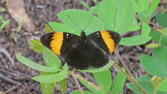 Adelpha melanthe