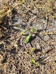 Chortophaga australior