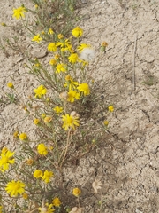 Senecio glaucus