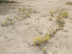 Senecio glaucus
