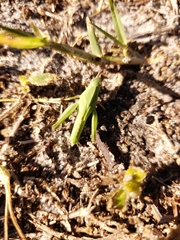 Chortophaga australior