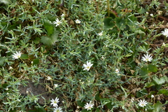 Stellaria crassipes