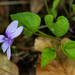 Viola reichenbachiana - Photo (c) Bart Wursten, μερικά δικαιώματα διατηρούνται (CC BY-NC), uploaded by Bart Wursten