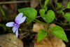 Early Dog-Violet - Photo (c) Bart Wursten, some rights reserved (CC BY-NC), uploaded by Bart Wursten