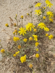 Senecio glaucus
