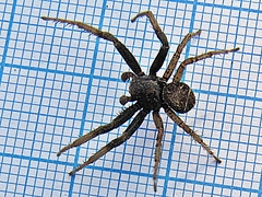 Xysticus ephippiatus