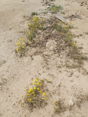 Senecio glaucus