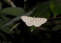 Catoria sublavaria