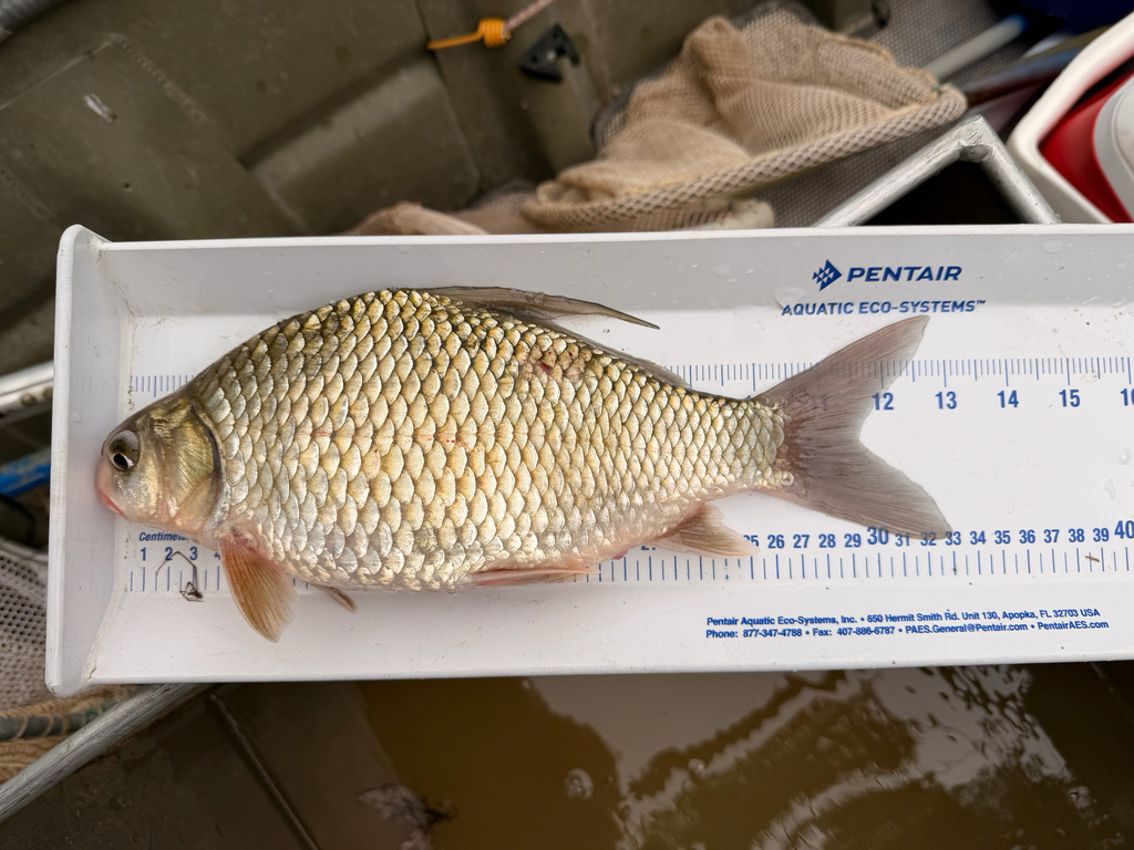 Zeilvin-karperzuiger (Carpiodes velifer) — Catostomidae