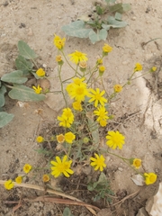 Senecio glaucus