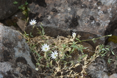 Stellaria crassipes