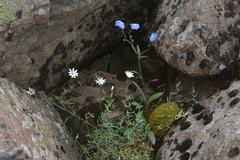 Stellaria crassipes