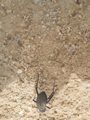 Adesmia