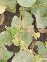 Rumex spinosus