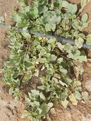 Rumex spinosus