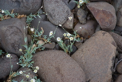Stellaria crassipes