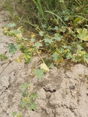Malva parviflora