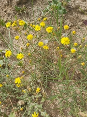 Senecio glaucus