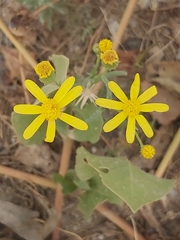 Senecio glaucus