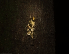 Barea euprepes