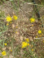 Senecio glaucus