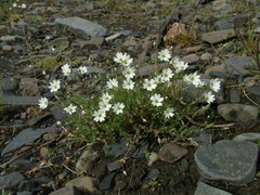 Stellaria crassipes