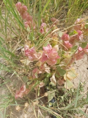 Rumex vesicarius