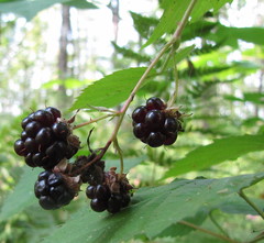 Rubus