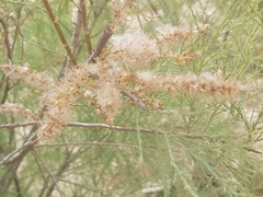 Tamarix aucheriana